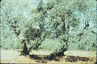2b88qh38b?file=thumbnail
